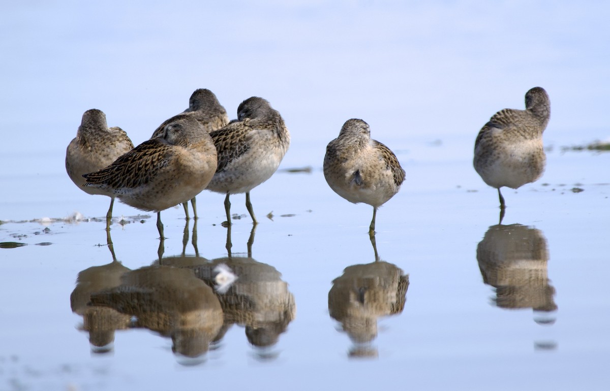 Short-billed Dowitcher - ML640530932