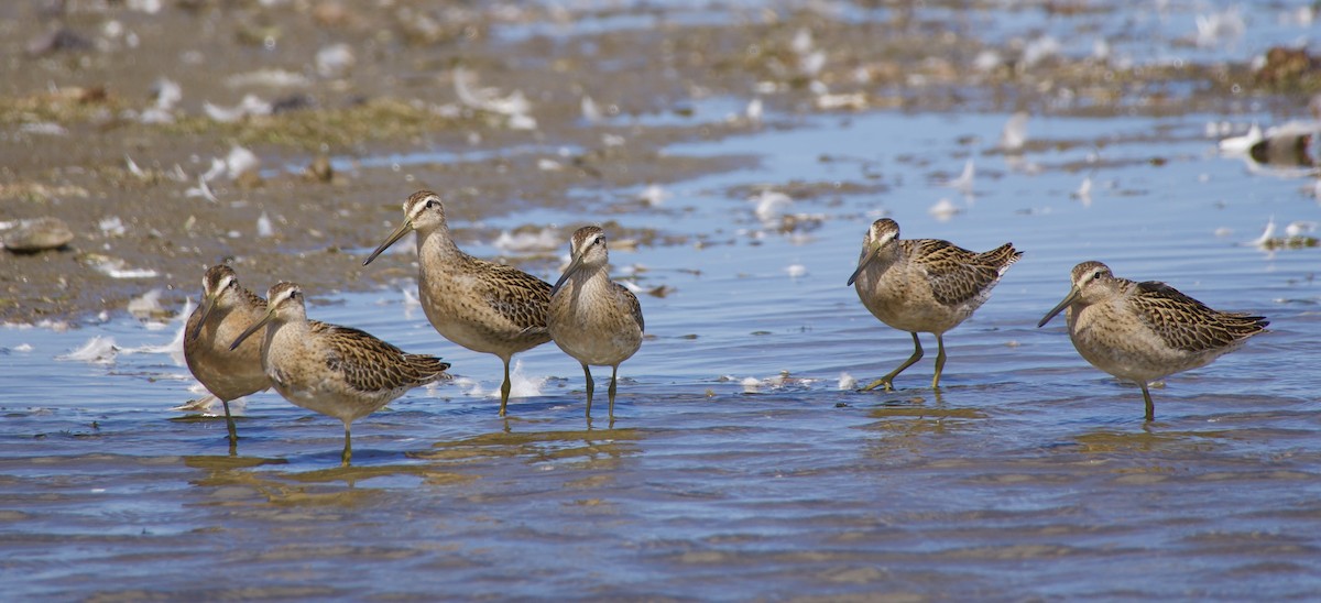 Short-billed Dowitcher - ML640530933