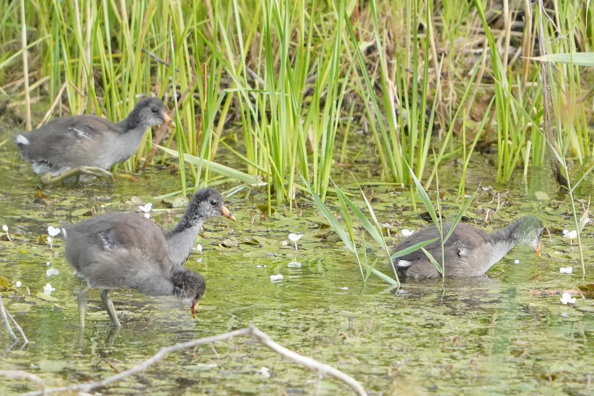 Common Gallinule - ML640531011