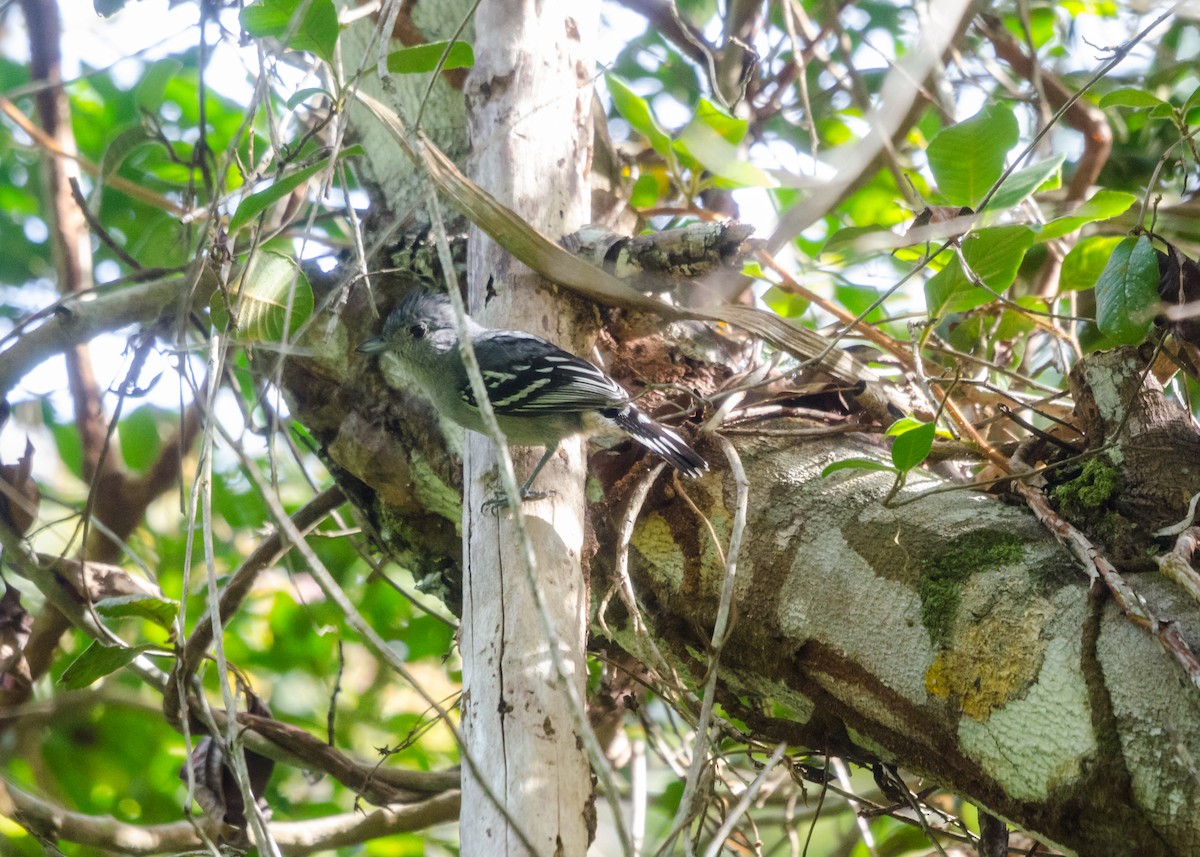 Sooretama Slaty-Antshrike - ML640531044