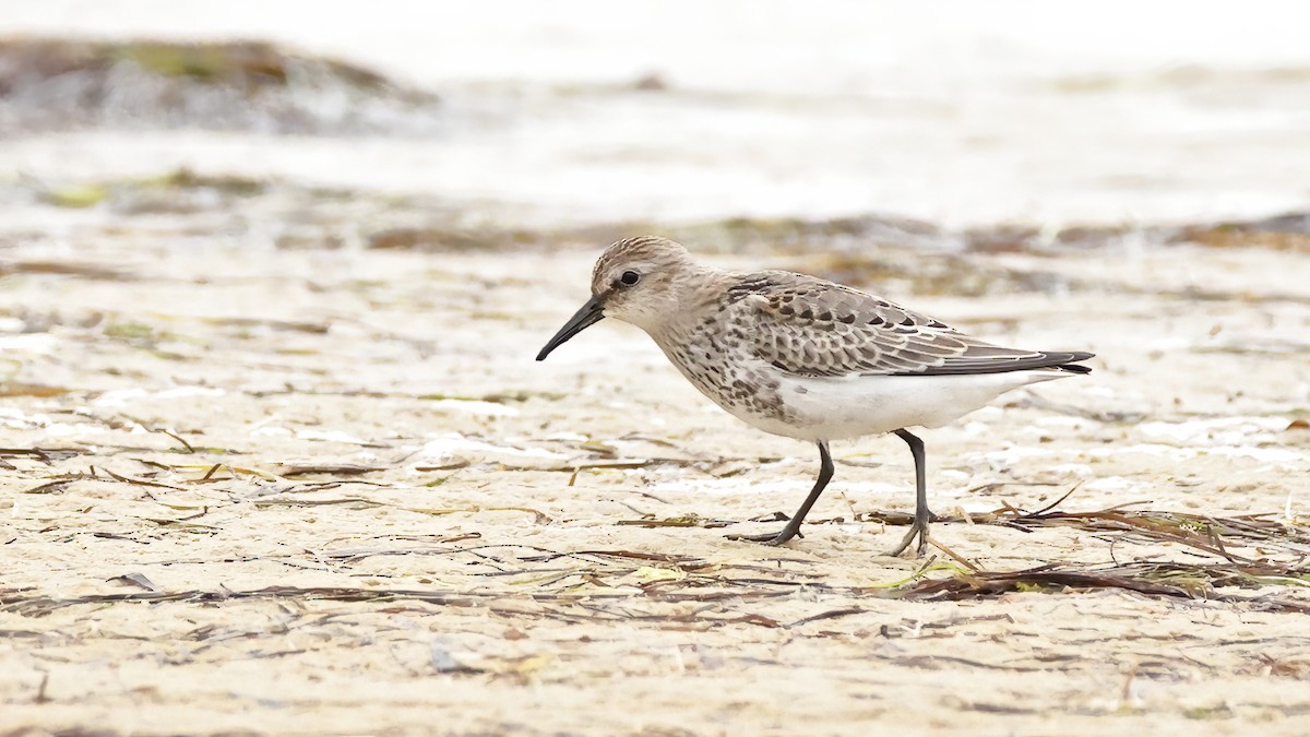 Dunlin (arctica) - Gonzalo Pardo