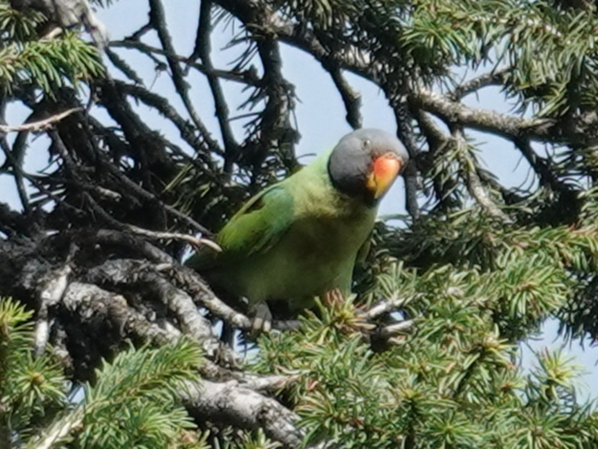 Slaty-headed Parakeet - ML640531122