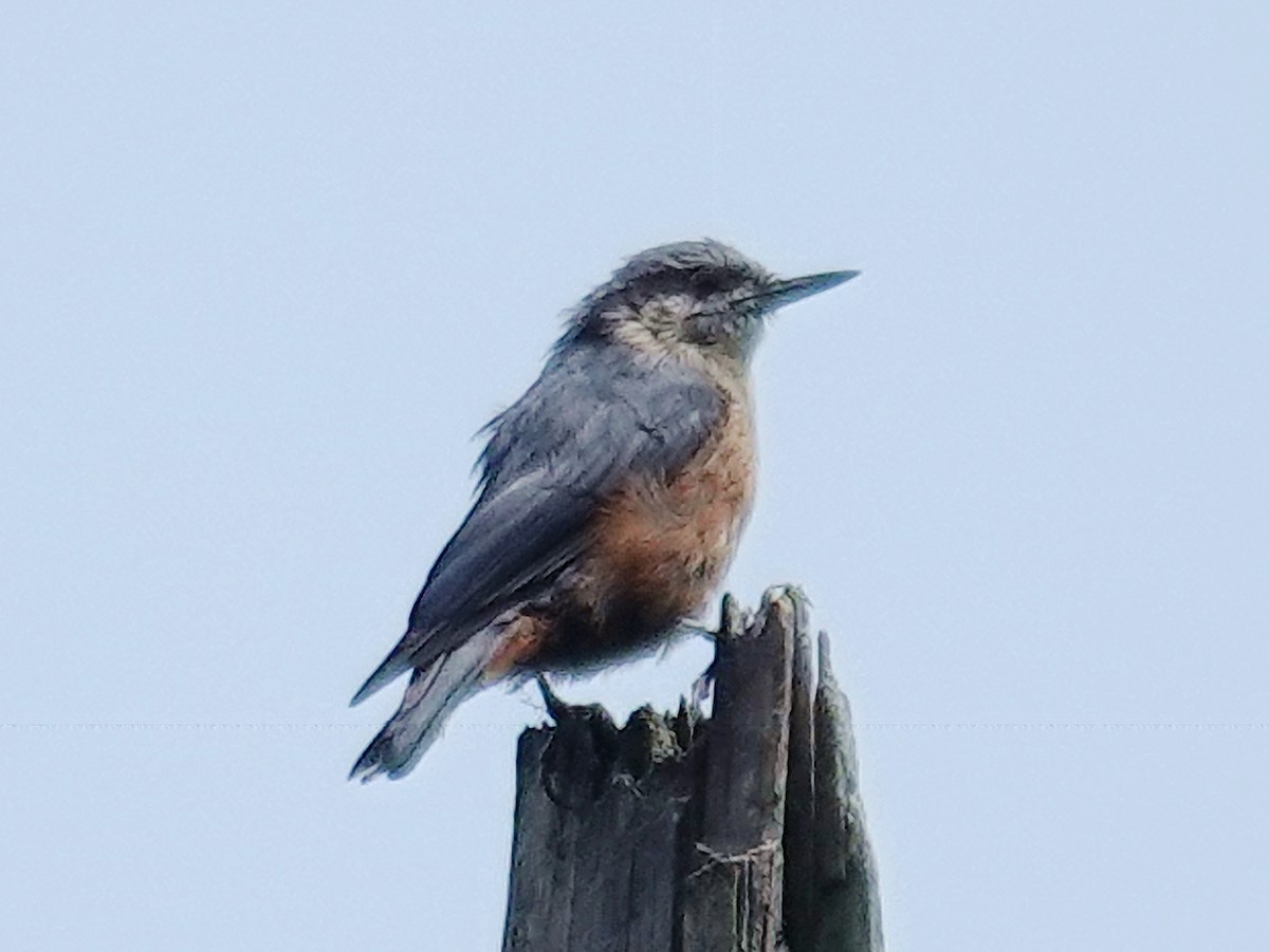 Kashmir Nuthatch - ML640531124