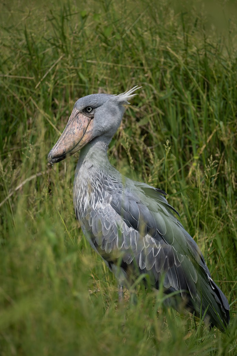 Shoebill - ML640531219