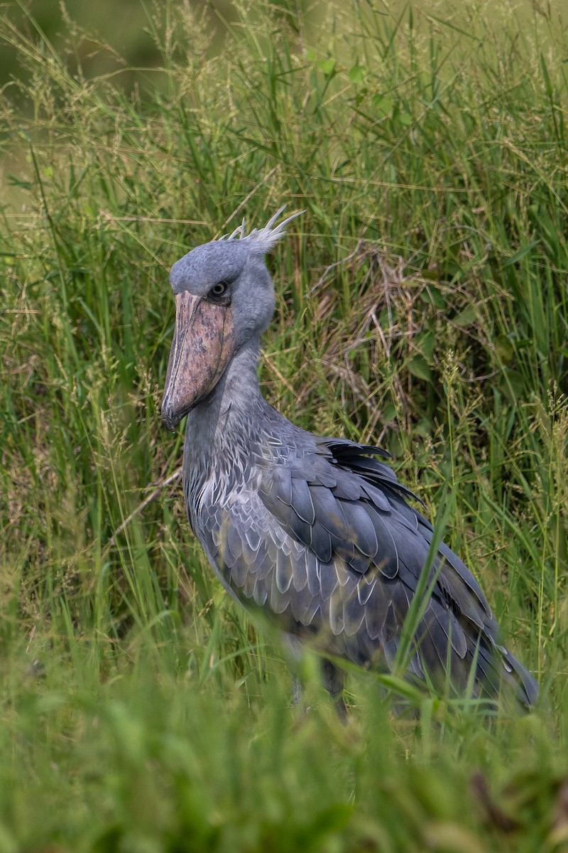 Shoebill - ML640531225