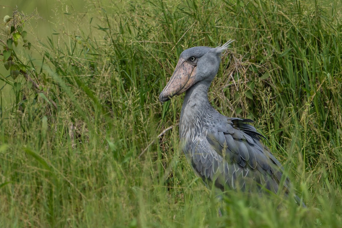 Shoebill - ML640531228