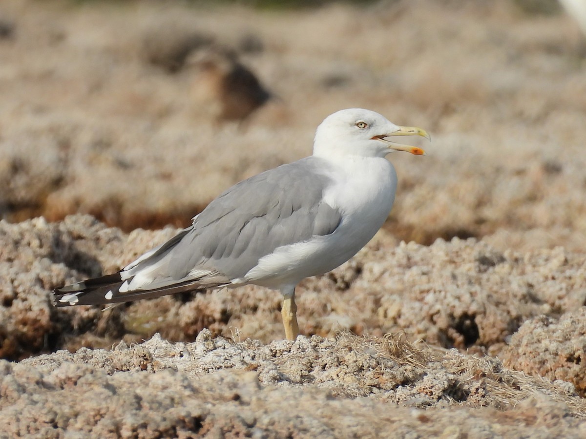 Yellow-legged Gull - ML640531233