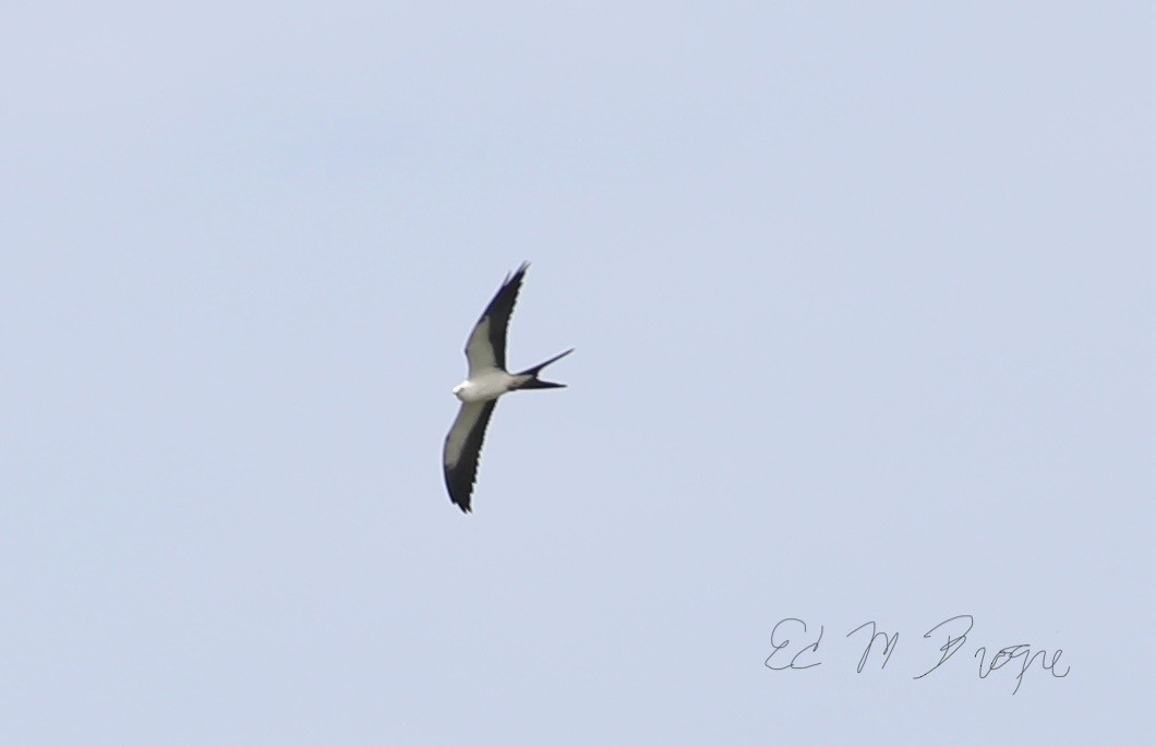 Swallow-tailed Kite - ML640531234