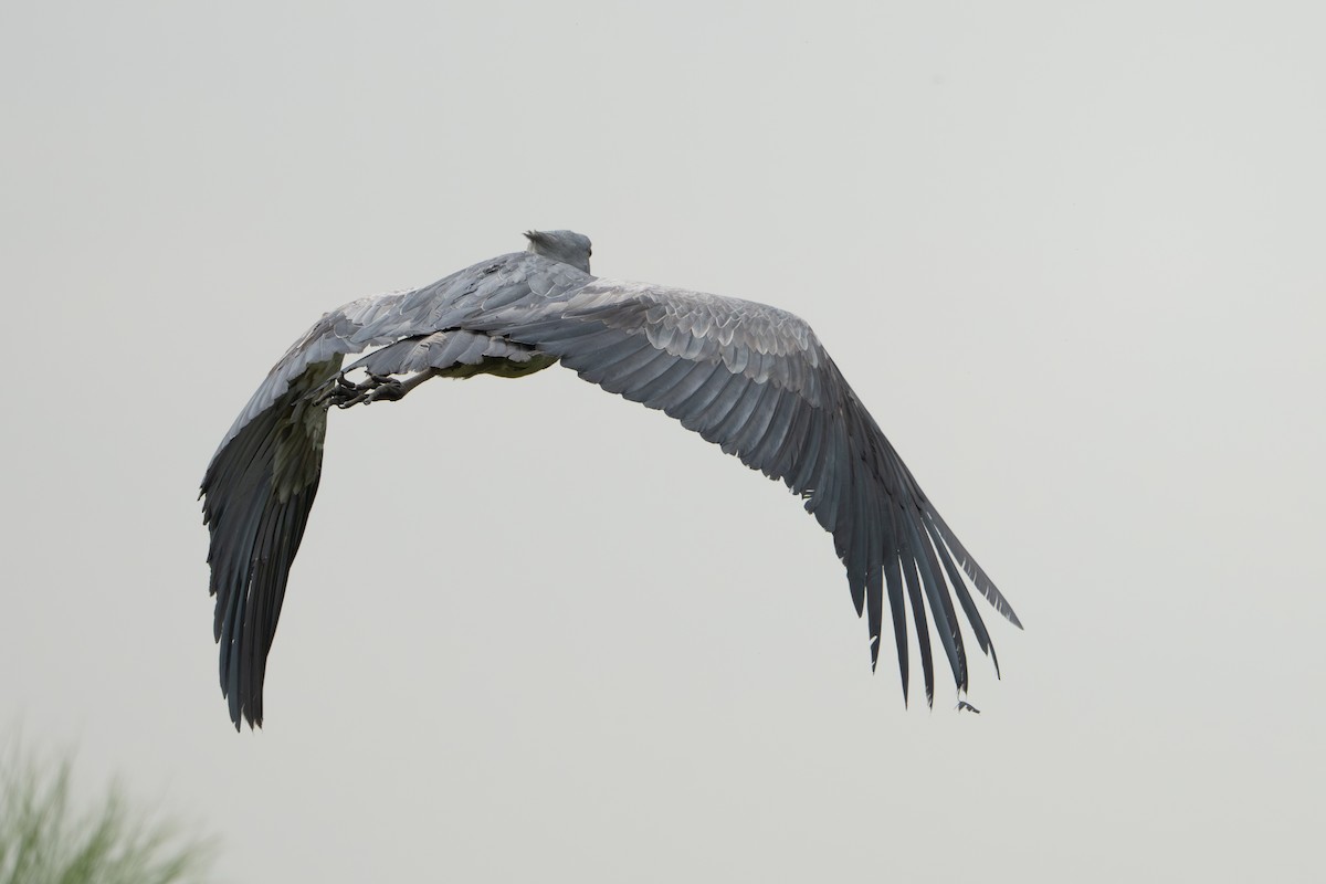 Shoebill - ML640531237