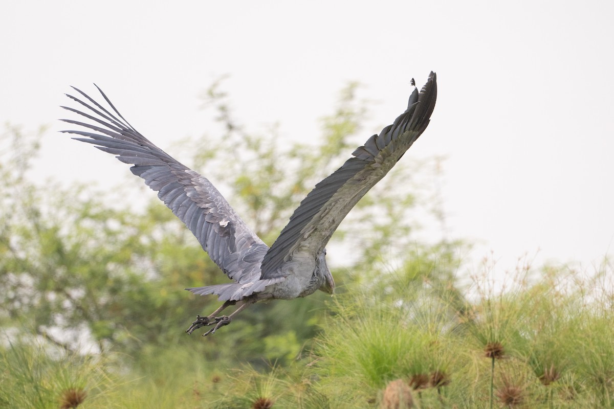 Shoebill - ML640531241