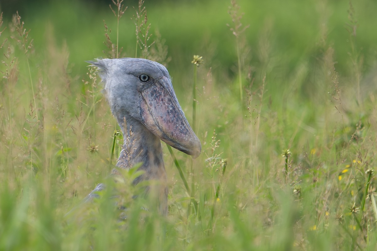 Shoebill - ML640531242