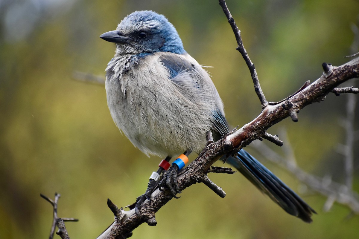Florida Scrub-Jay - ML640531285
