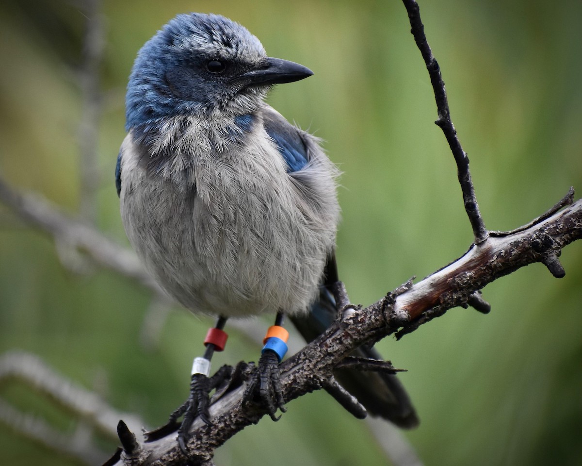 Florida Scrub-Jay - ML640531286