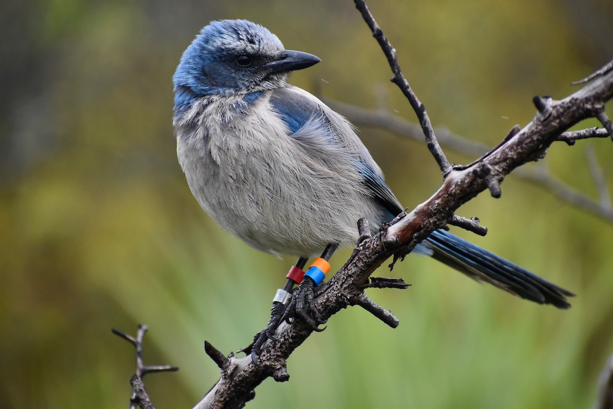 Florida Scrub-Jay - ML640531287
