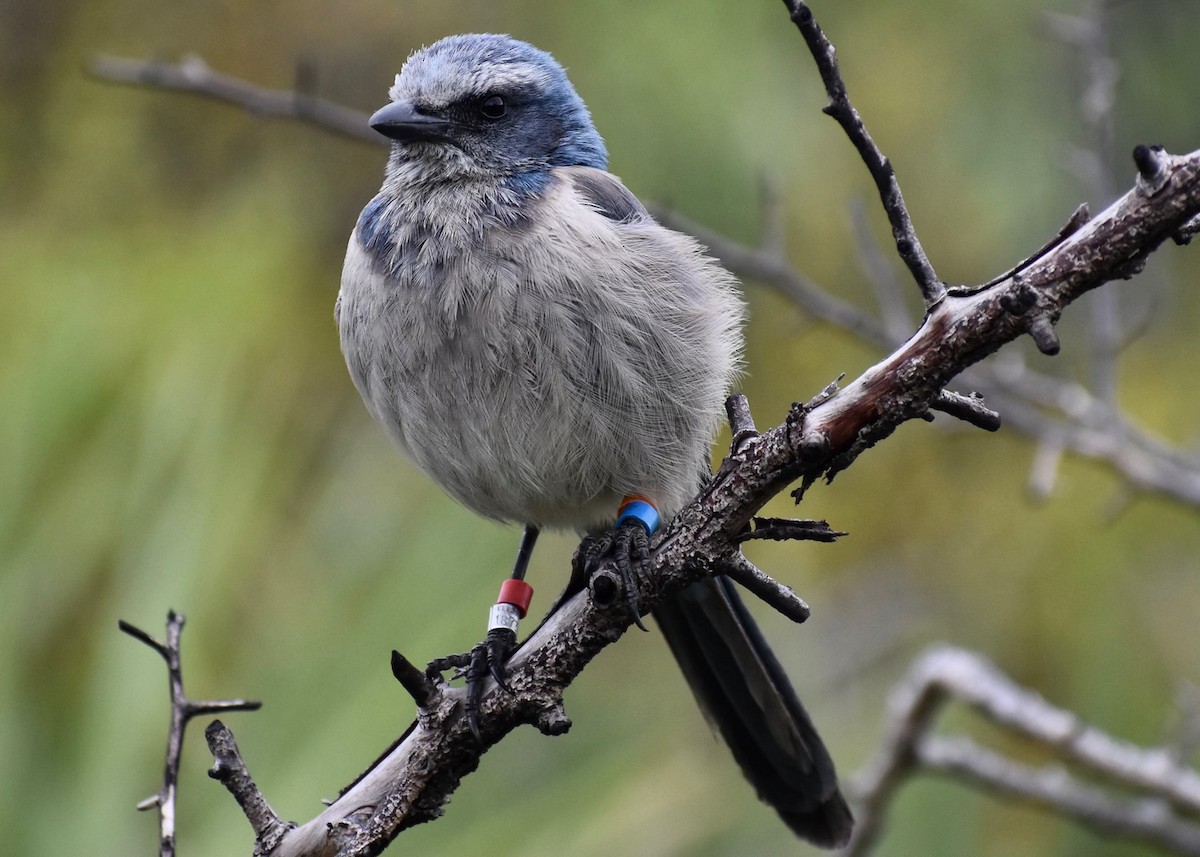 Florida Scrub-Jay - ML640531288
