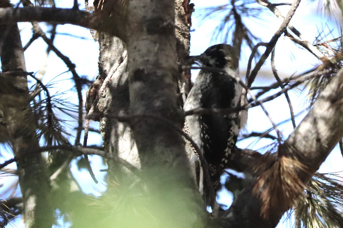 American Three-toed Woodpecker - ML640531333