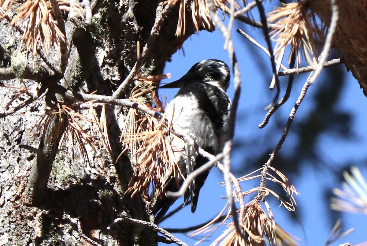 American Three-toed Woodpecker - ML640531334