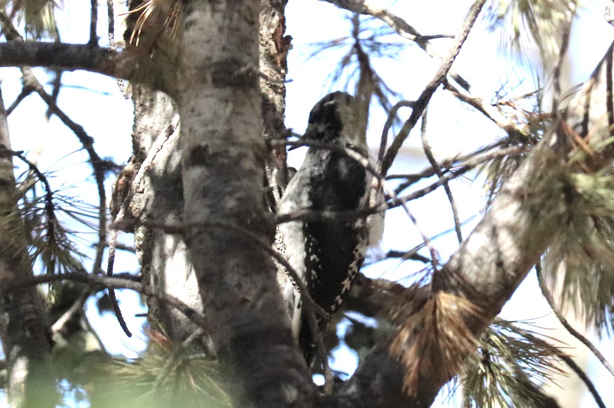 American Three-toed Woodpecker - ML640531335