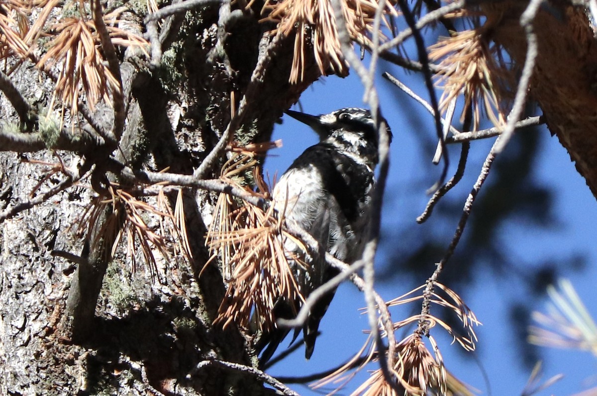 American Three-toed Woodpecker - ML640531336