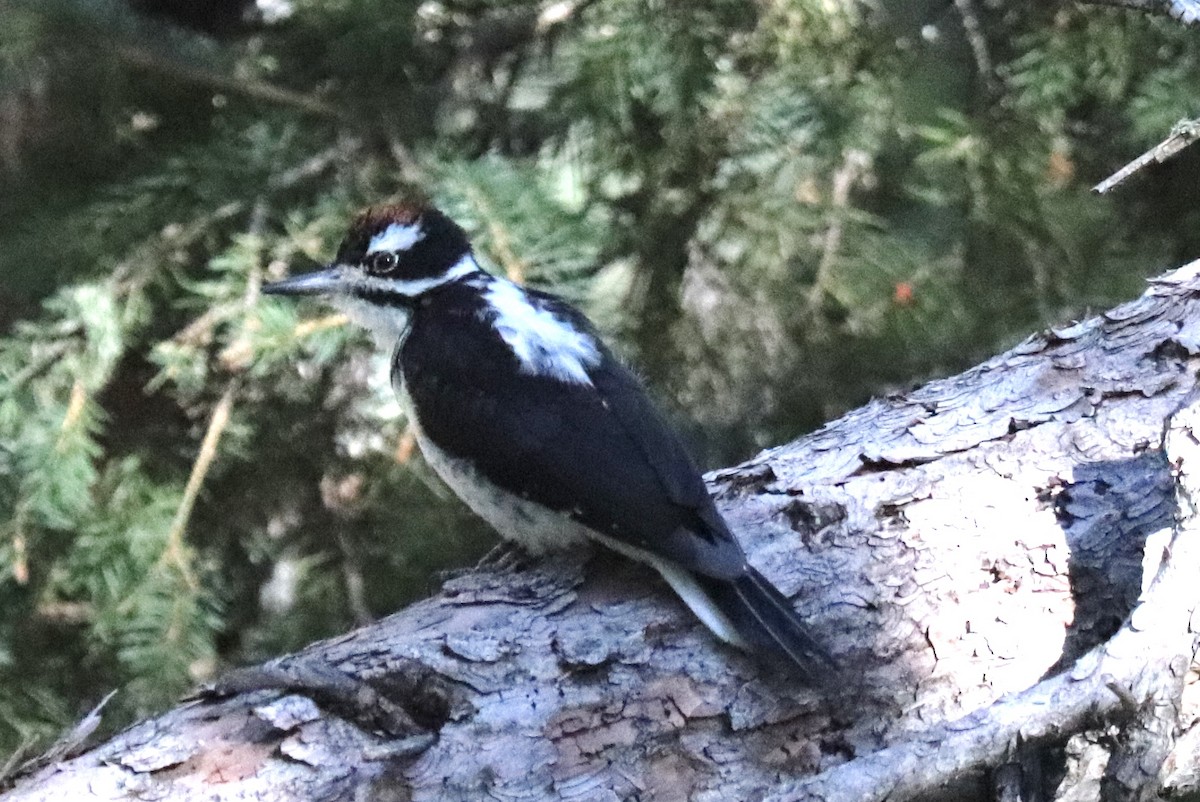 Hairy Woodpecker (Rocky Mts.) - ML640531350