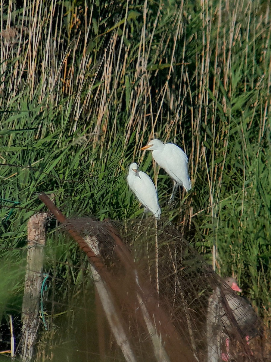 Western Cattle-Egret - ML640531367