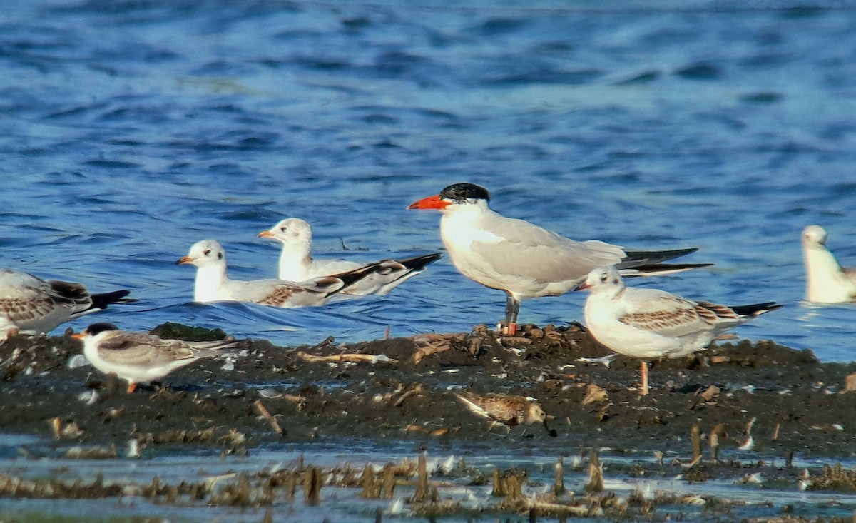 Caspian Tern - ML640531405