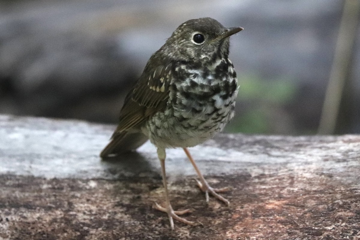 Hermit Thrush - ML640531445