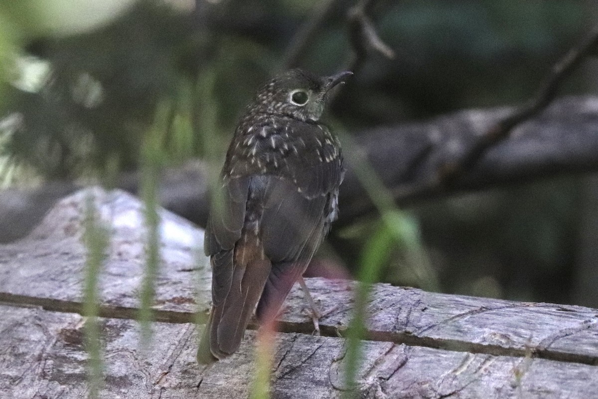 Hermit Thrush - ML640531446