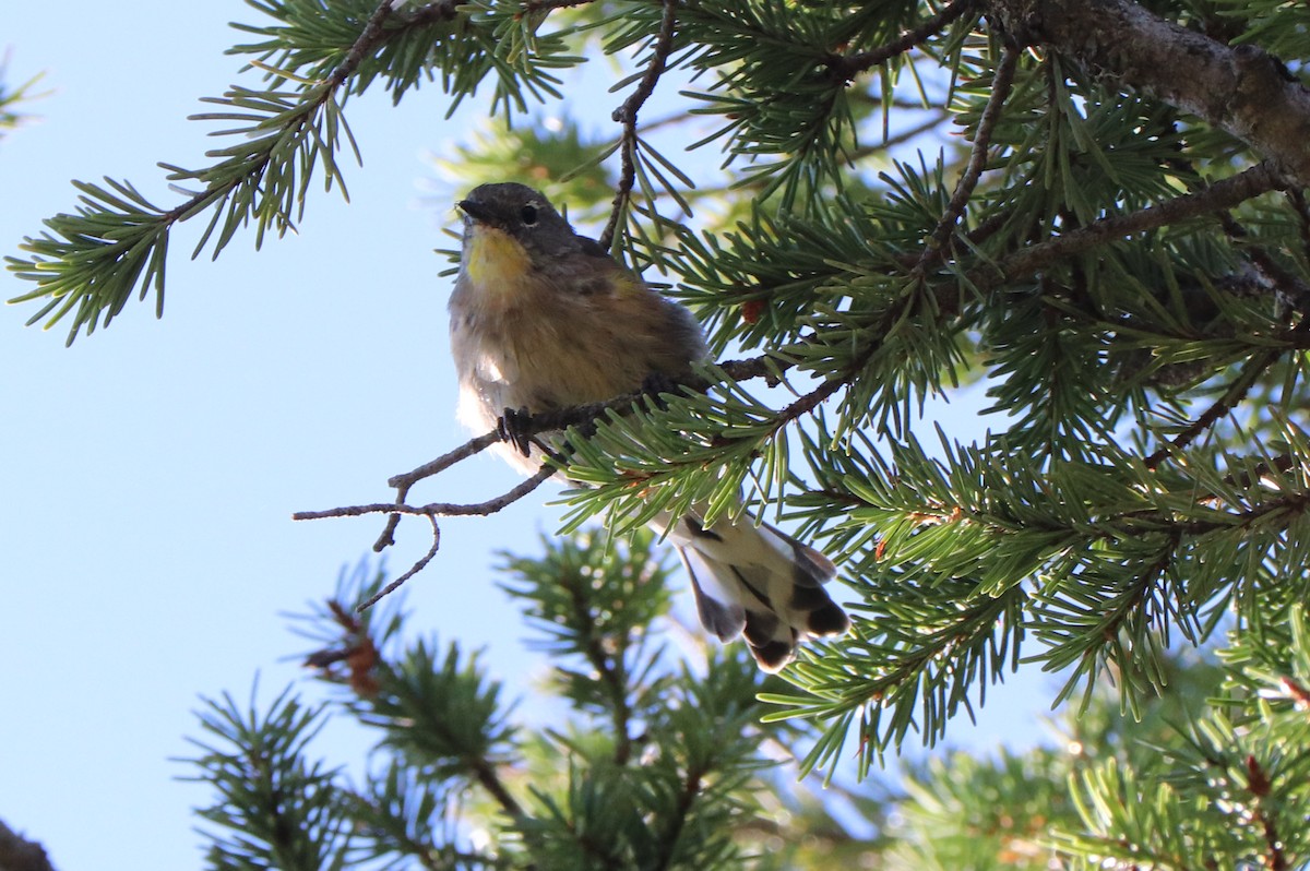 Yellow-rumped Warbler (Audubon's) - ML640531478