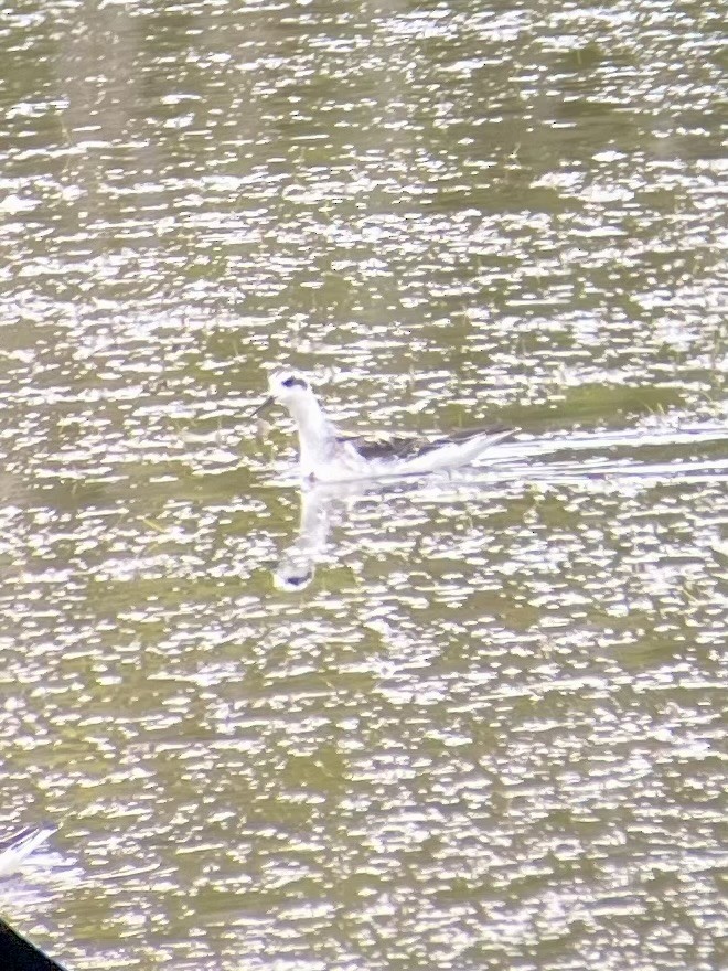 Red-necked Phalarope - ML640531486