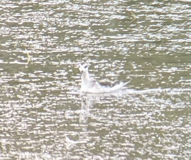 Red-necked Phalarope - ML640531487