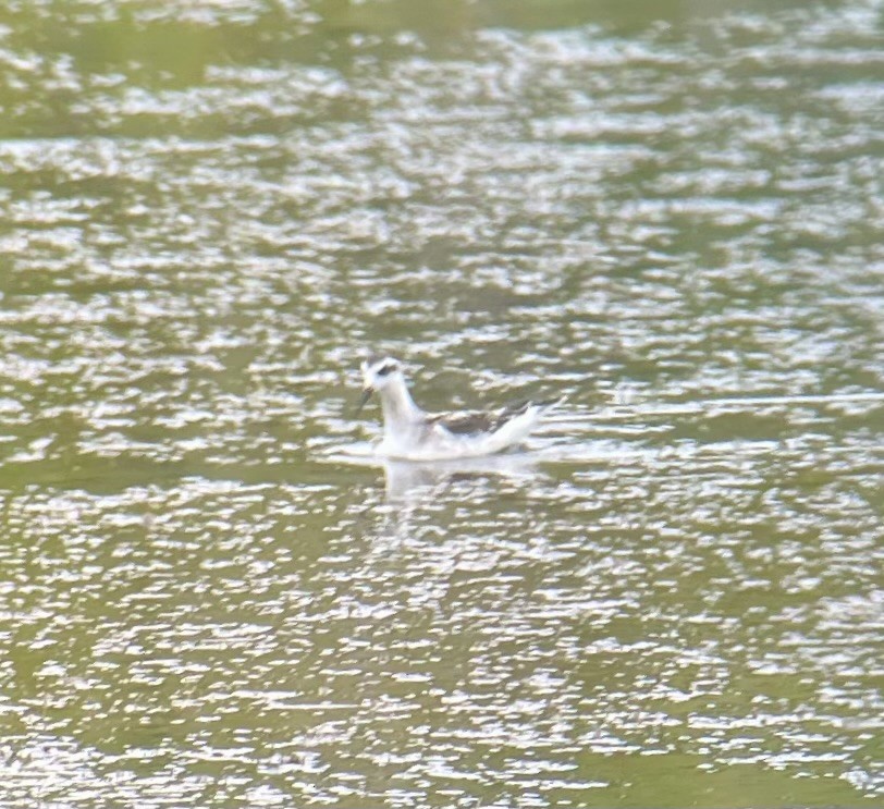 Red-necked Phalarope - ML640531488