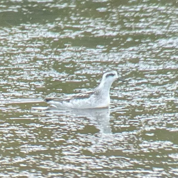 Red-necked Phalarope - ML640531489