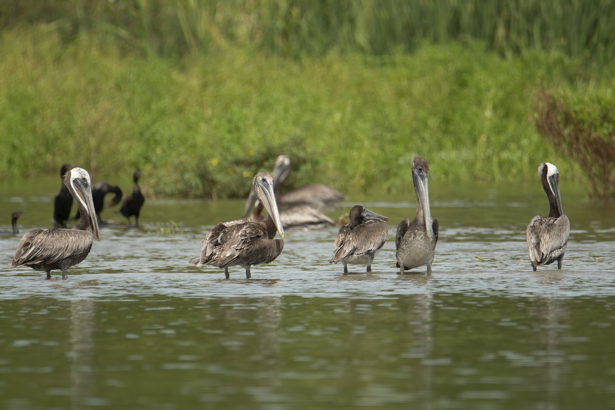 Brown Pelican - ML640531497