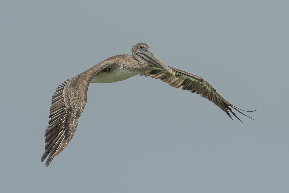 Brown Pelican - ML640531498