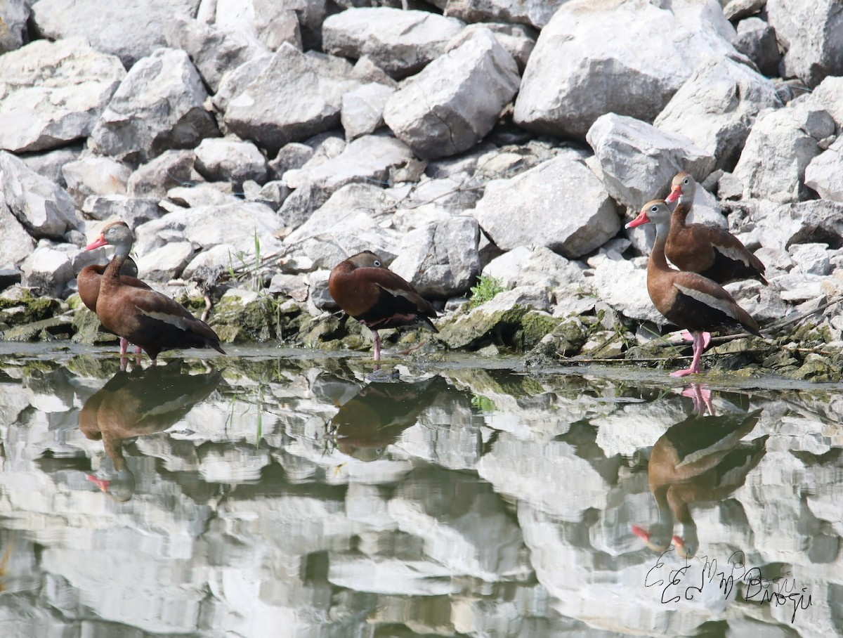 Black-bellied Whistling-Duck - ML640531530