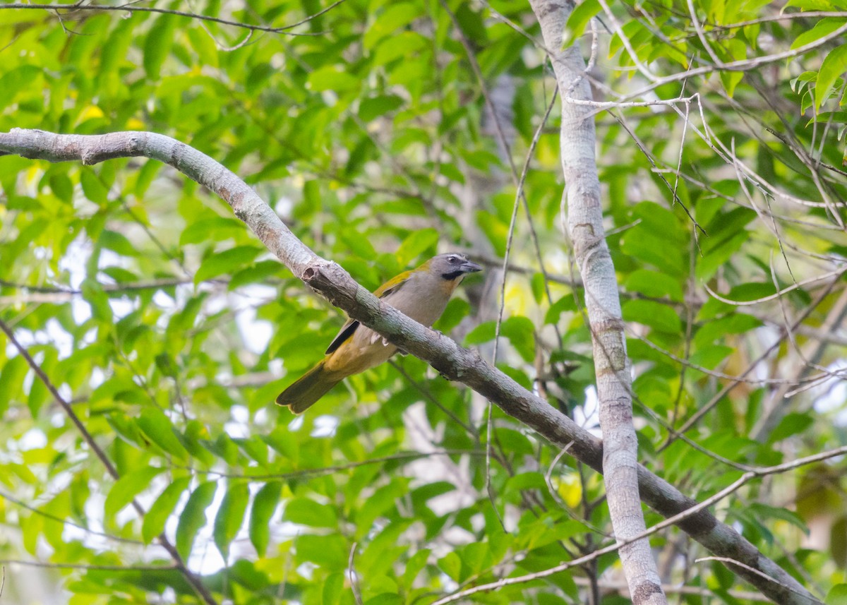 Buff-throated Saltator - ML640531557