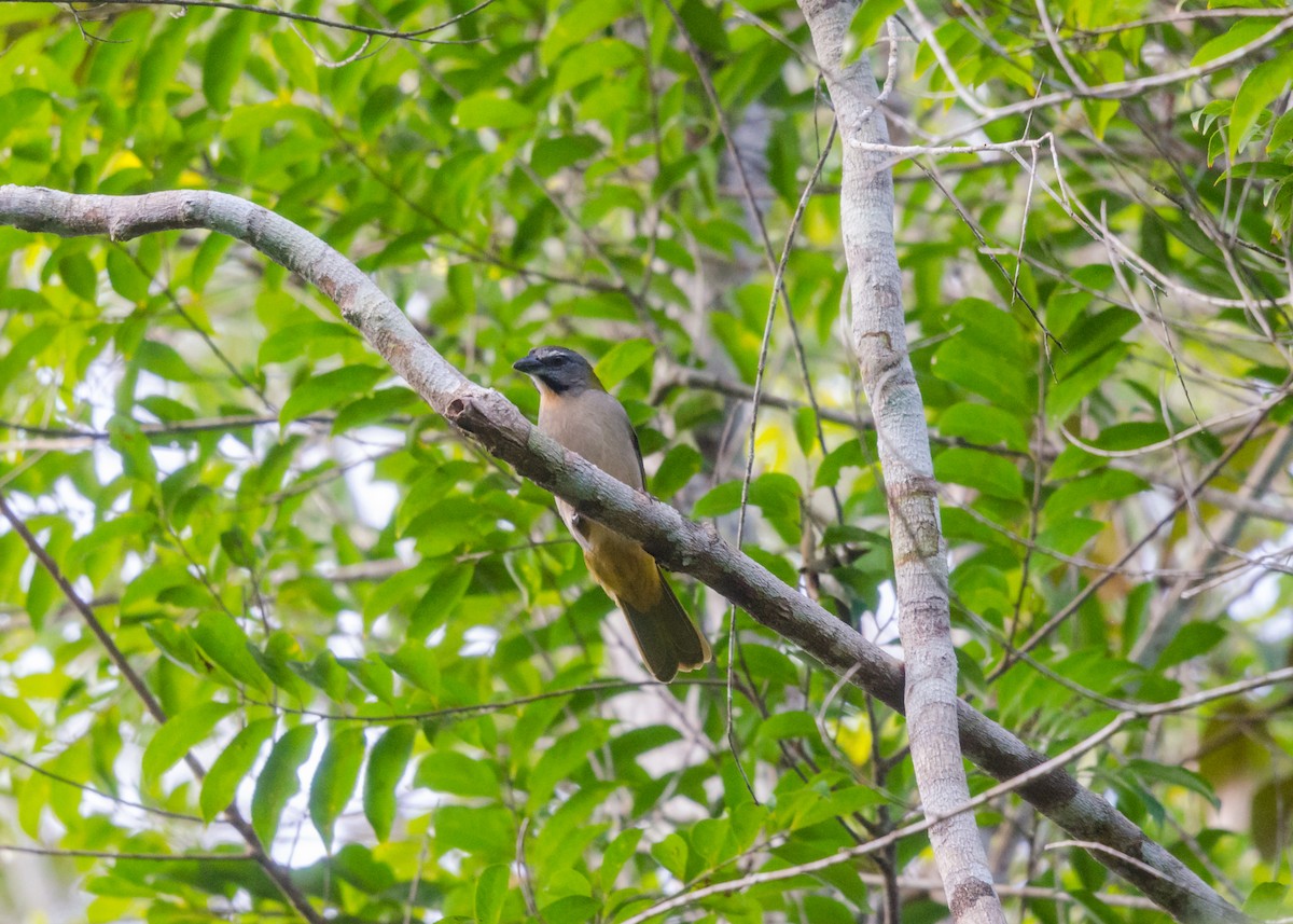 Buff-throated Saltator - ML640531558