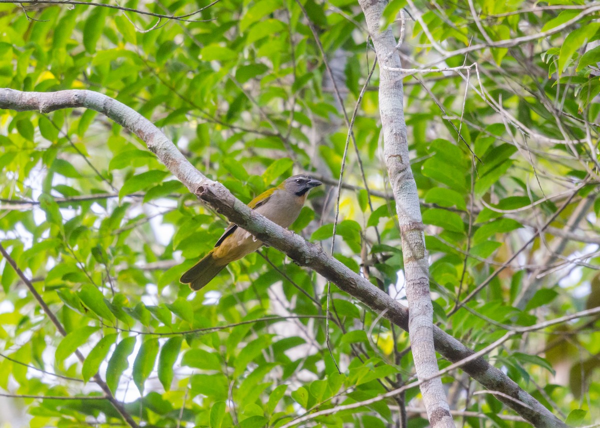 Buff-throated Saltator - ML640531559