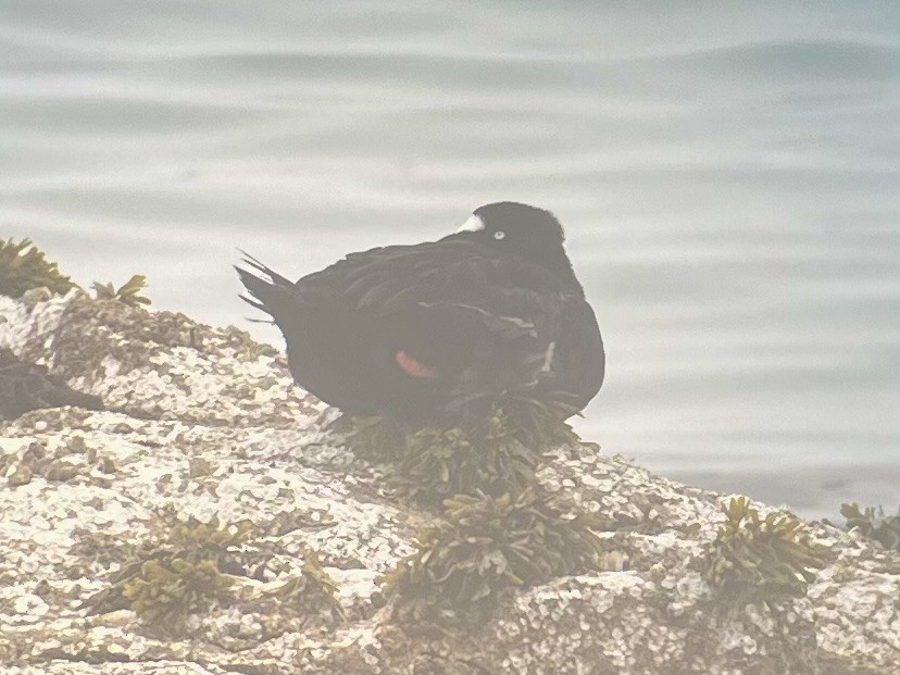 Surf Scoter - ML640531565