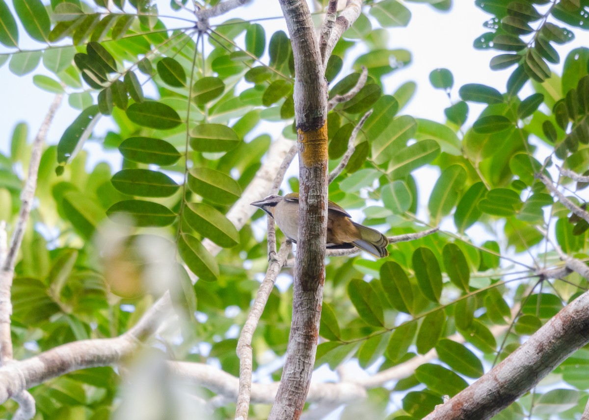 Buff-throated Saltator - ML640531569