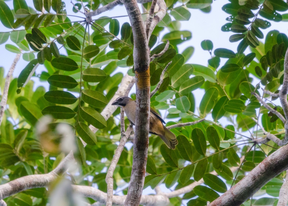 Buff-throated Saltator - ML640531571