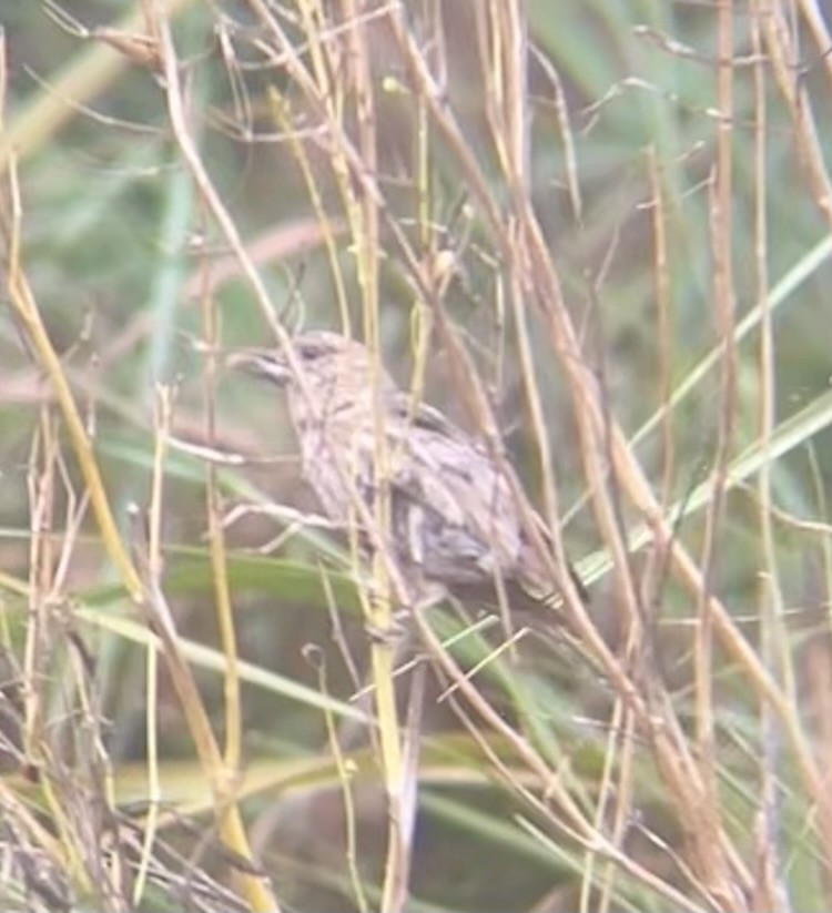 House Finch - ML640531606