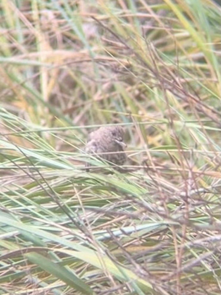 House Finch - ML640531607