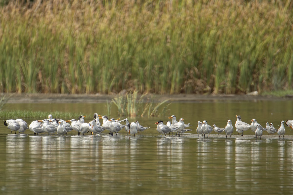 Royal Tern - ML640531613