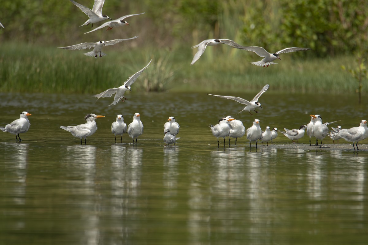 Royal Tern - ML640531627