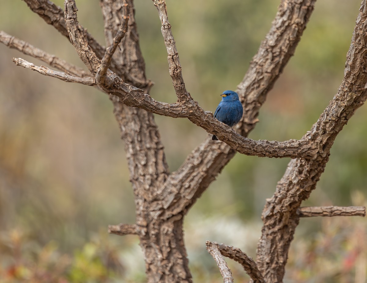 Blue Finch - ML640531629