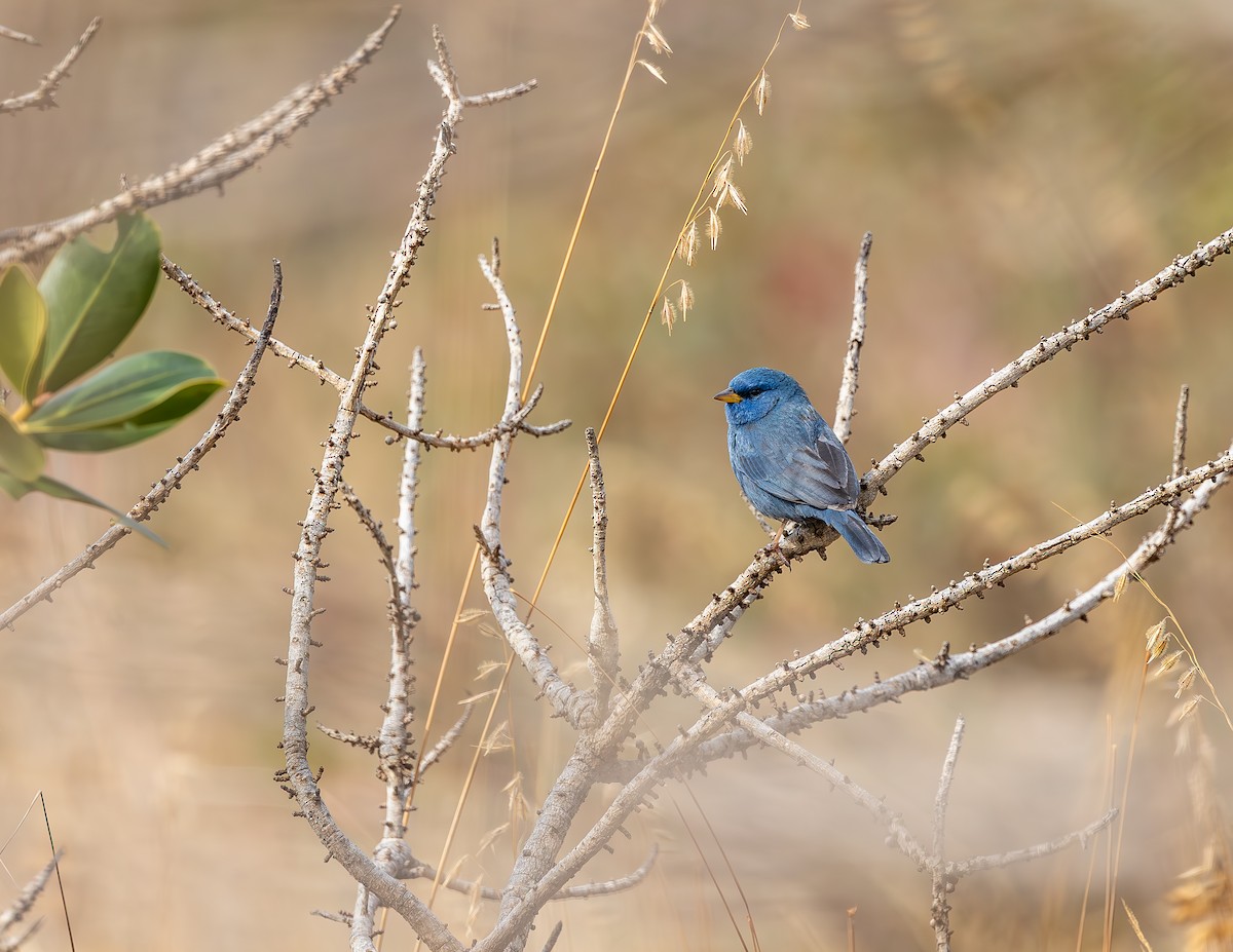 Blue Finch - ML640531630