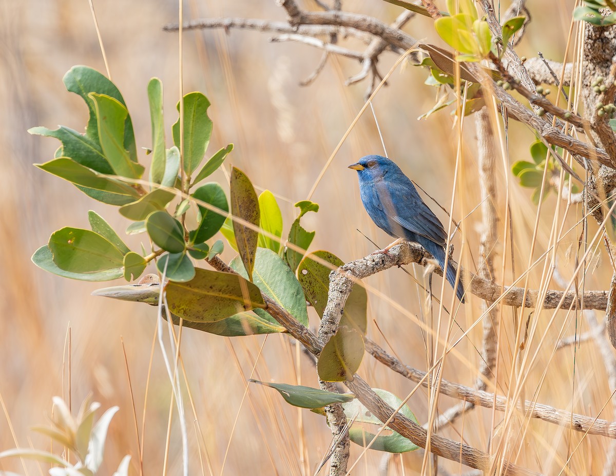 Blue Finch - ML640531631