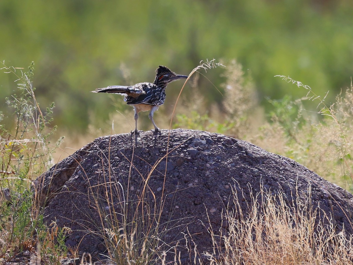 Greater Roadrunner - ML640531637
